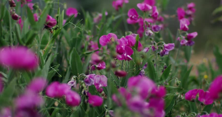 A bee flies around some purple flowers