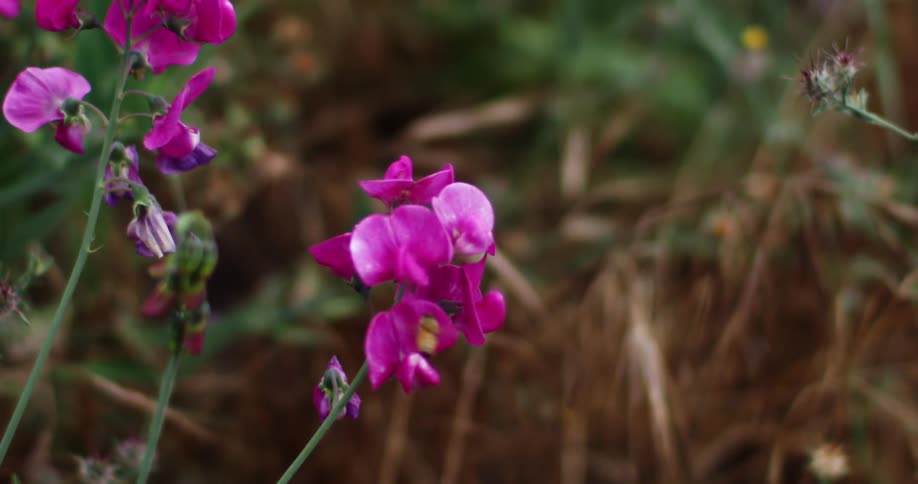 A bee flies around purple wildflowers in the day time