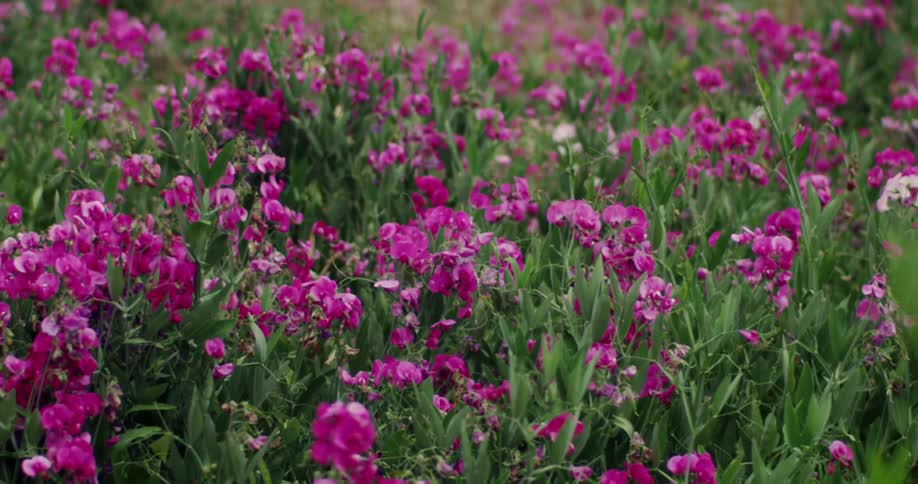 Pink flowers grow in a field