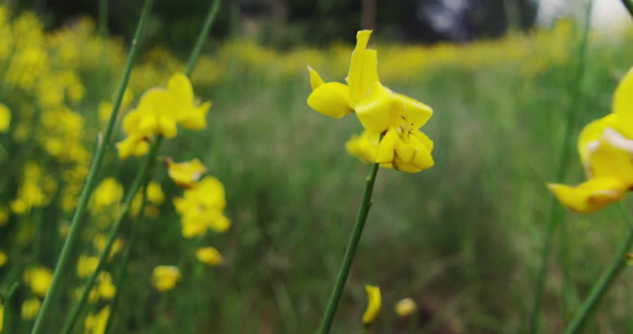 Yellow wildflowers on an overcast day