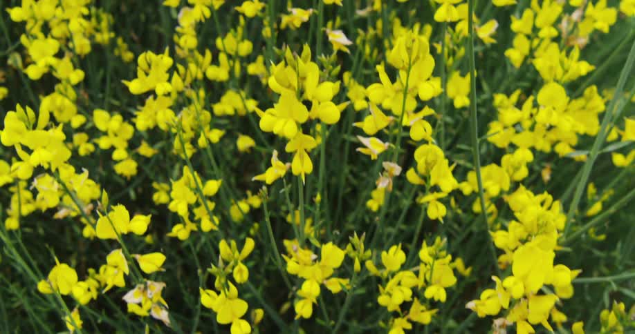 A yellow field of flowers