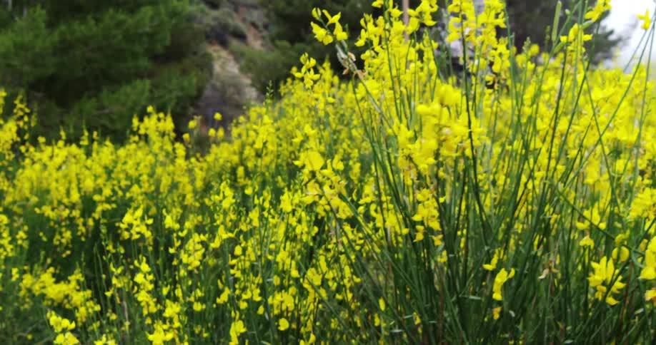 Bushes are full of yellow flowers