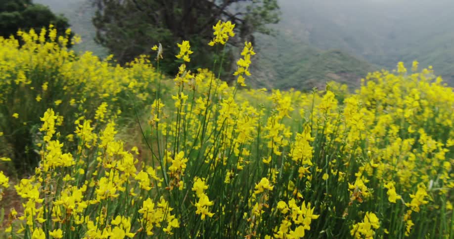 Yellow flowers line this field