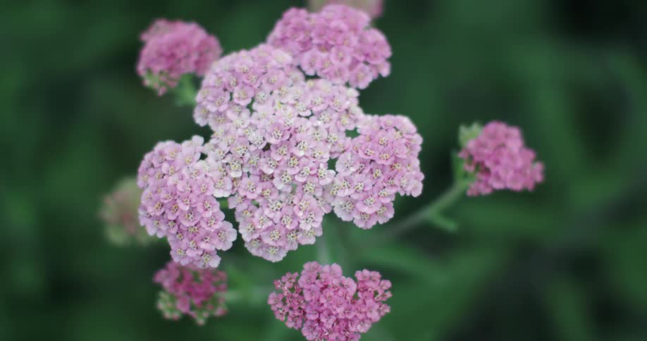Vibrant purple and white lantana flowers