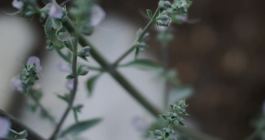 A row of plants have purple flowers on them