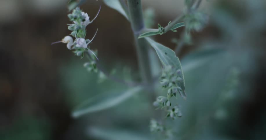 Close up of a branch with flower buds on it