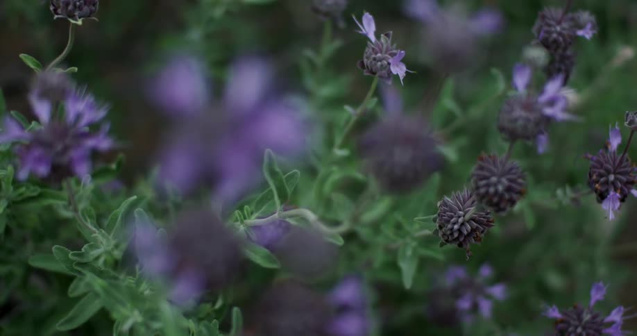 Closeup of purple wildflowers