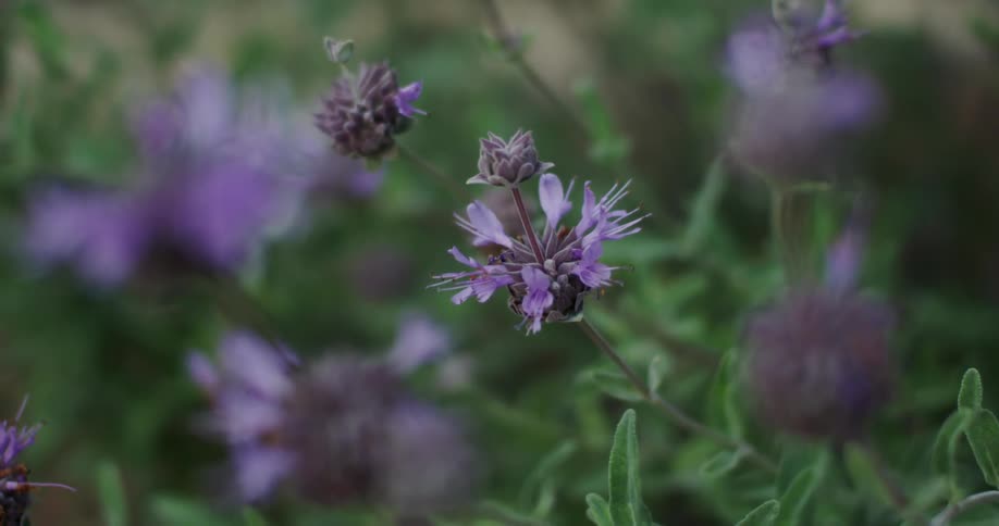 Closeup of purple flowers in a garden