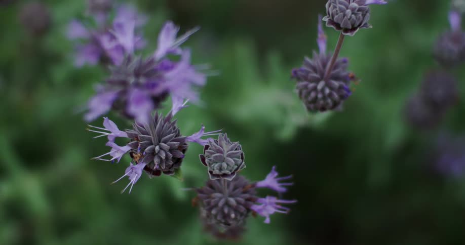 Purple flowers sway in the wind