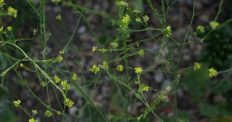 Small yellow buds one thin stems