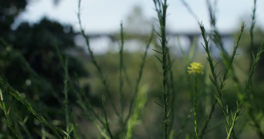 Close up of green spiky weeds