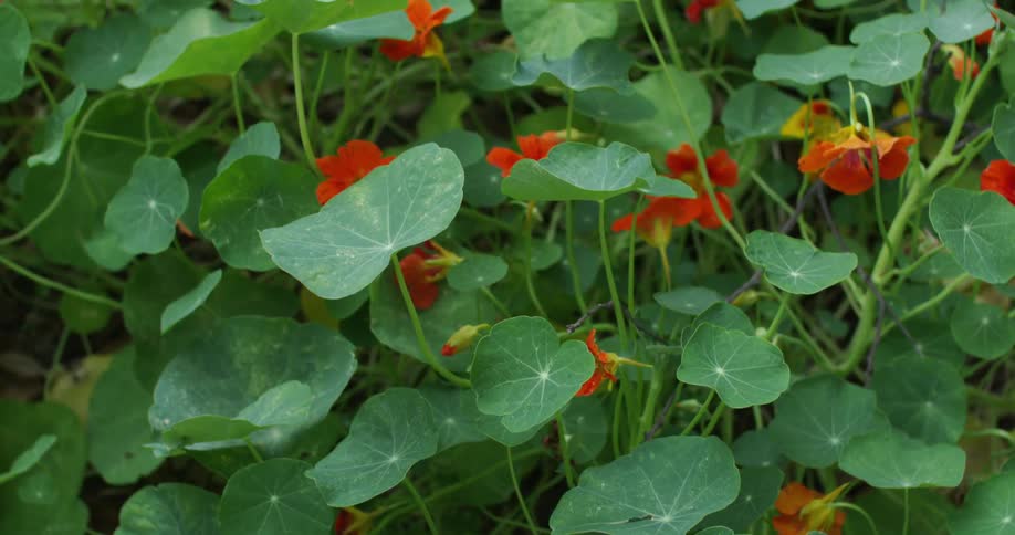 Red flowers and green leaves