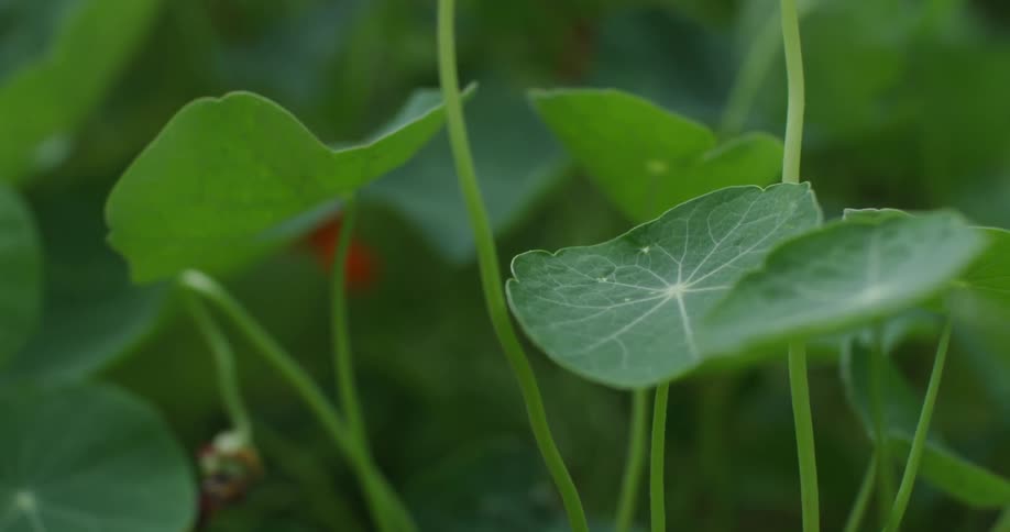 Vibrant green leaves sprouting from the earth
