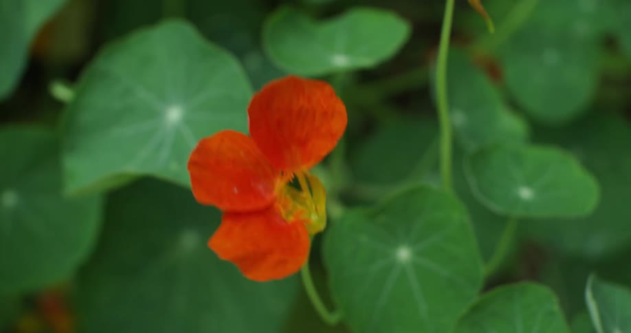 A red flower sways in the wind