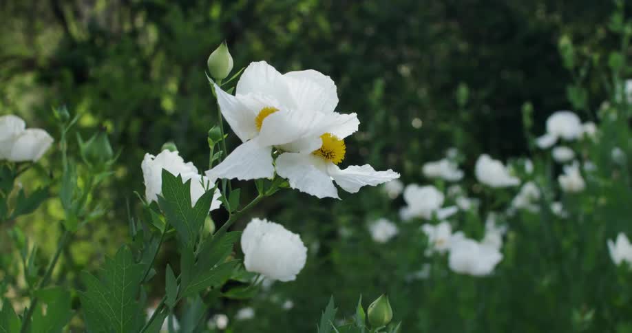 Beautiful white flower in a garden