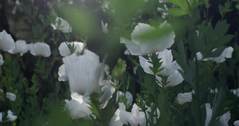 White flowers with the sun shining on them