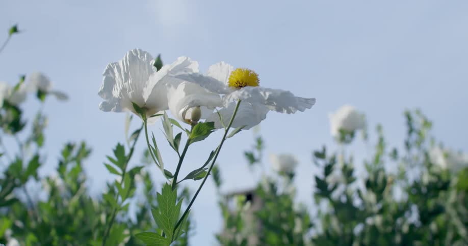 Fresh white flowers blowing in the wind