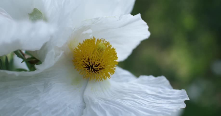 Closeup of delicate yellow and white flower