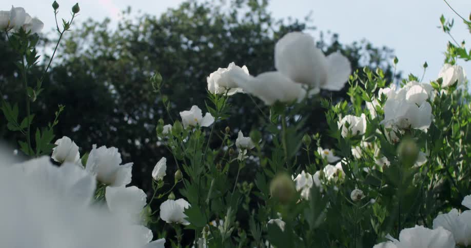Stalks of white roses sway in the breeze