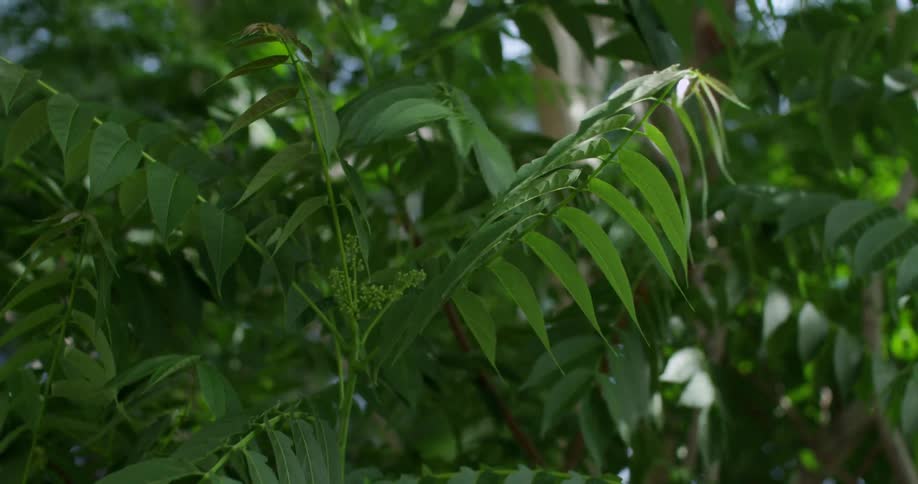 Green leaves swaying in the wind