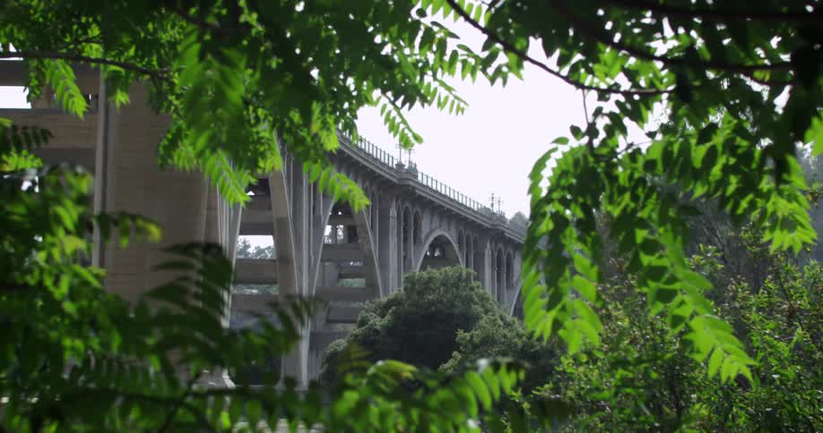 View of a tall bridge through some foliage