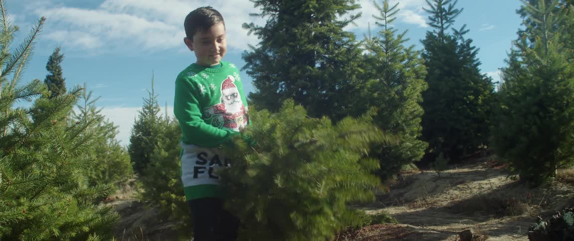 A hispanic child is picking up a christmas tree in a pine woodland area outside during the day
