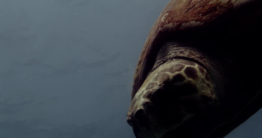 Turtle swims downward underwater