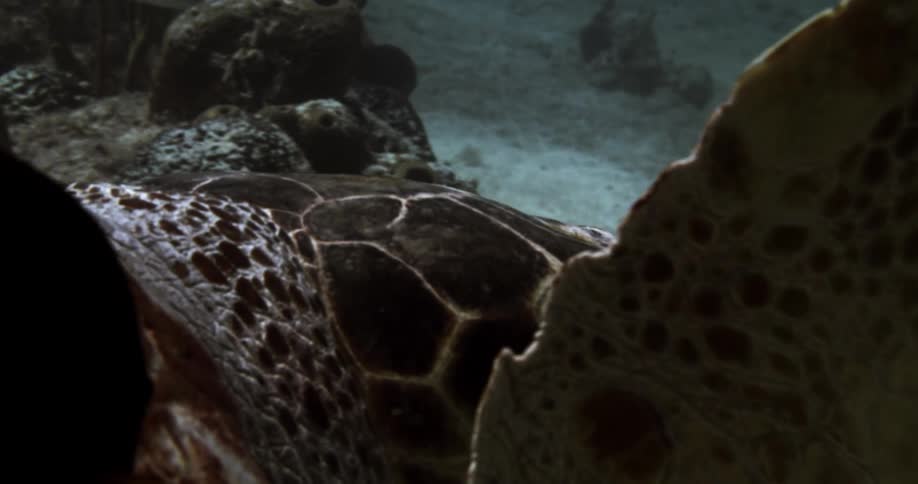 Fish accompanies turtle swimming near seafloor