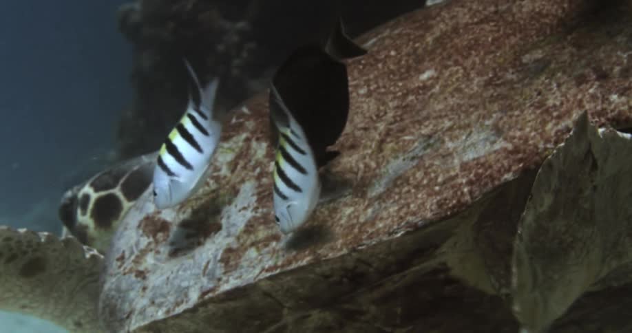 Fish follow a sea turtle underwater