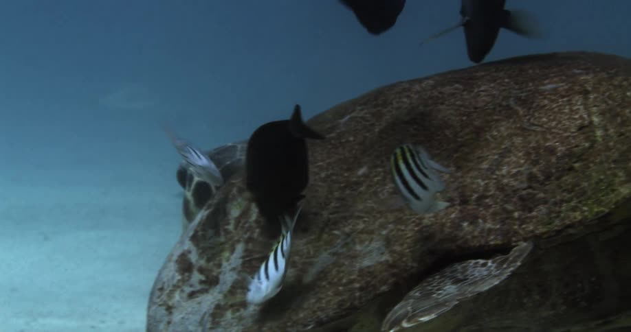 Fish accompany turtle swimming near seafloor