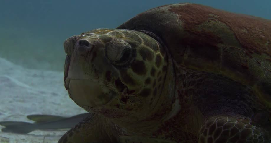 A sea turtle turns its head underwater