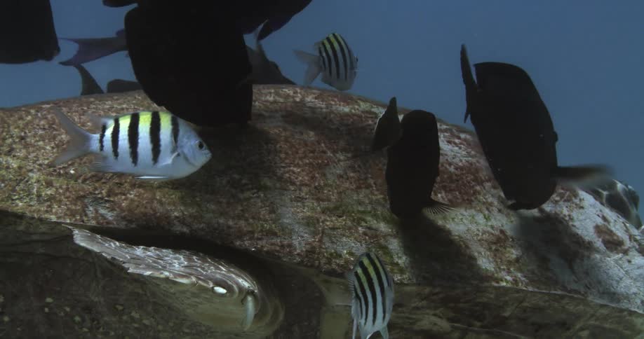 Angel fish swim and eat off of a turtles back underwater