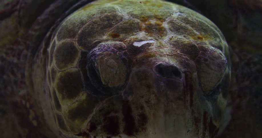 Close up of the scales on the head of a turtle or tortoise