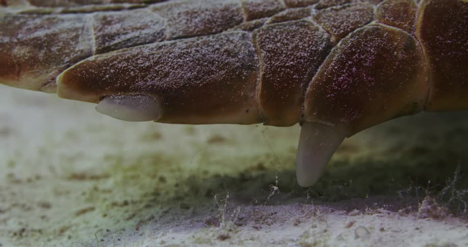 A close view of a resting reptiles foot while underwater in the daytime