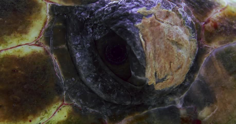 The shell of the turtle is green