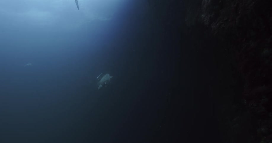 Turtle and fish swim deeper into water passing stone wall