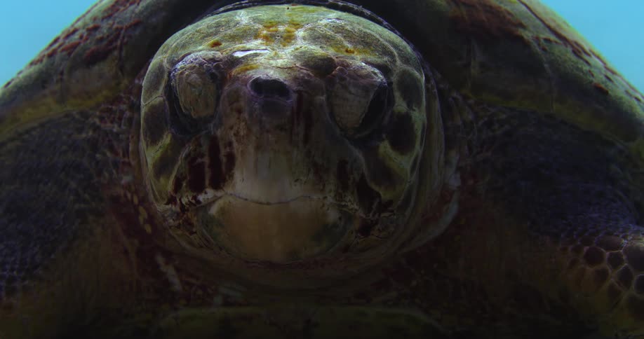 Underwater close up footage of the head of a tortoise in the clear ocean water