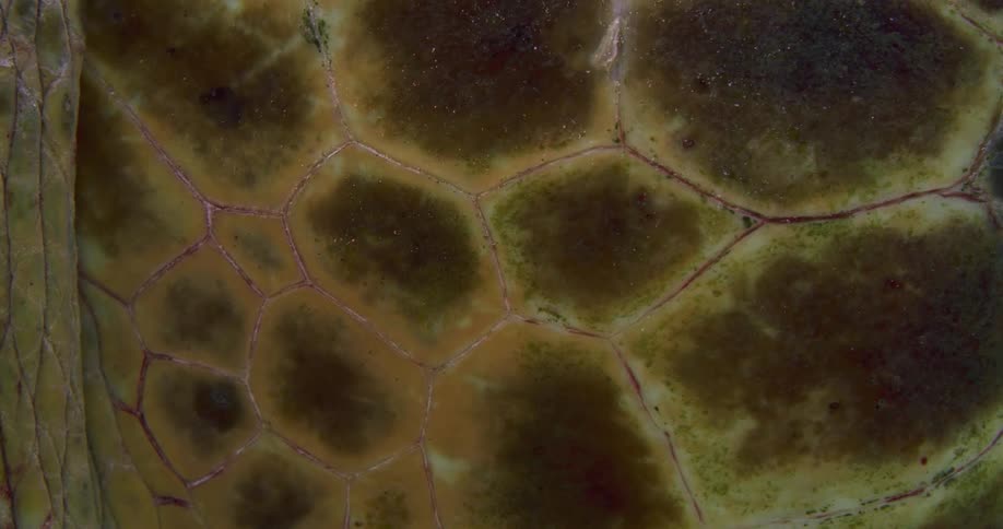 The turtle shell is green with lines