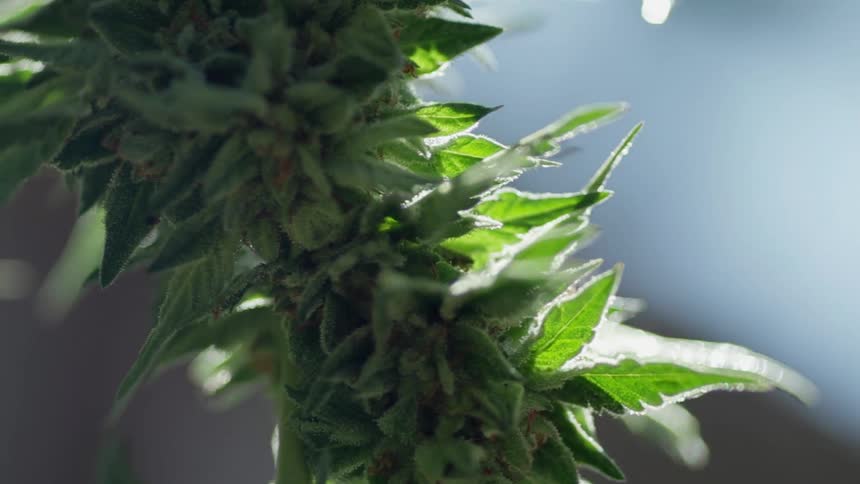 Water drops falling on a cannabis plant