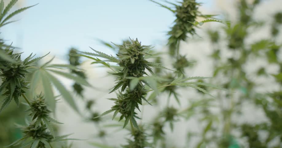 Close up of a cannabis plant