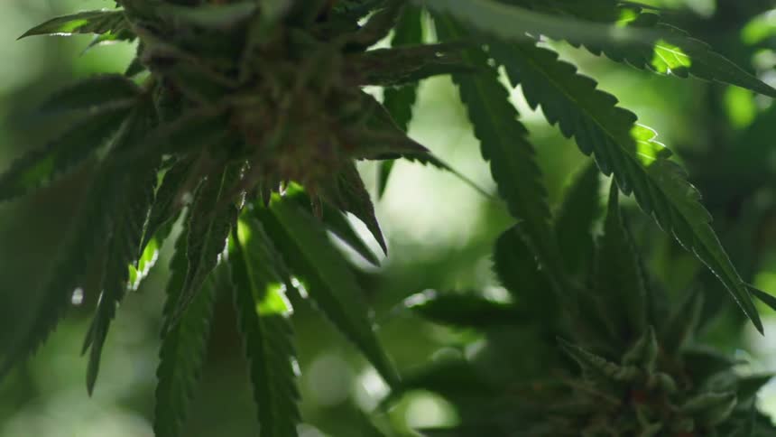 The buds of a cannabis plant are swaying in the breeze