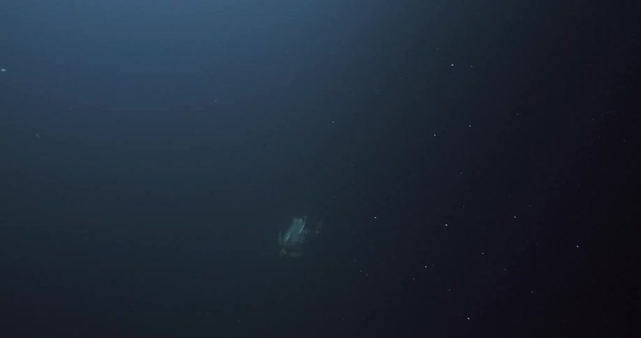 A sea turtle is diving down into the dark water