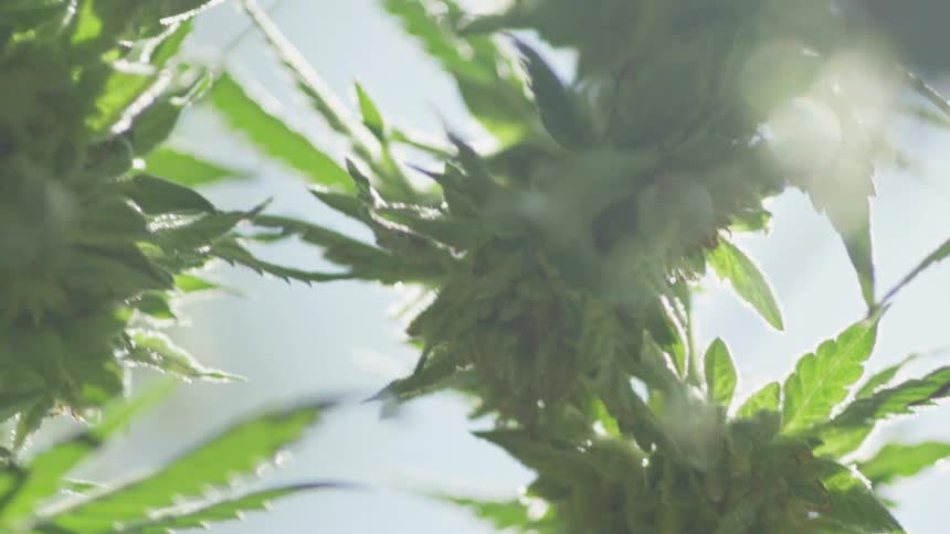 Close up view of a cannabis plants leaves and buds