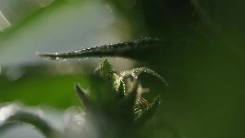 Sunlight shimmers on plant and leaf parts which shift as if alive