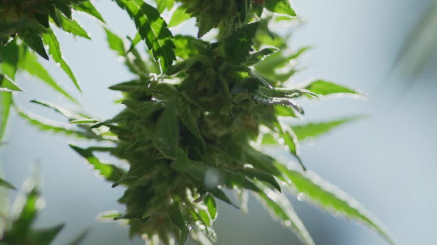 A cannabis plant