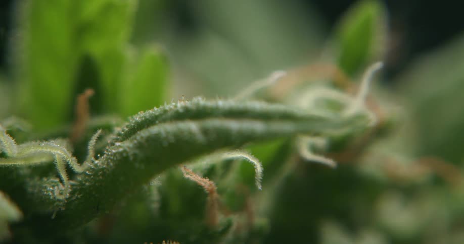 Close up view of a cannabis plant