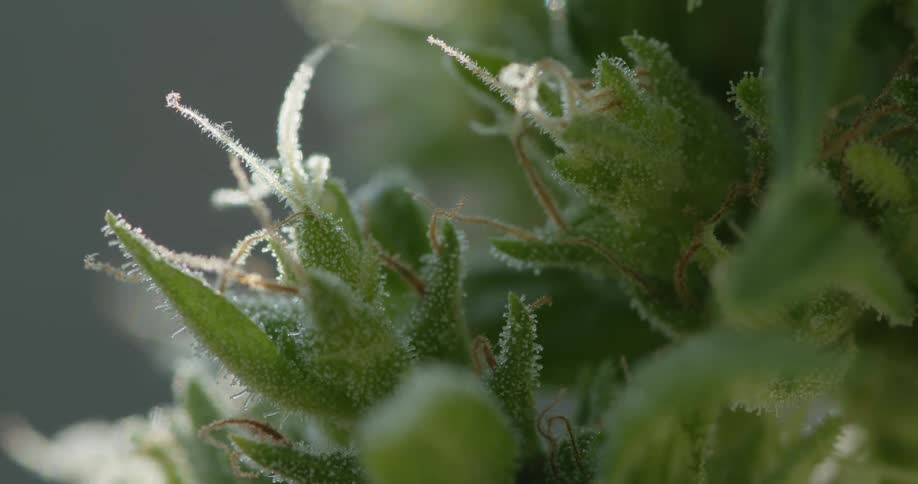 A very close up view of a marijuana plant bud