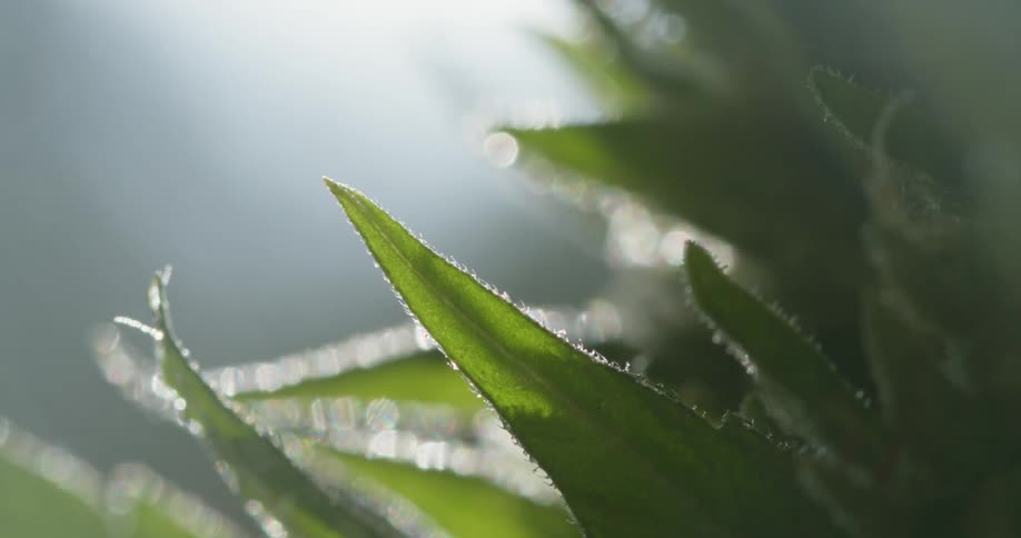 A very close up view of the leaves of a marijuana plant as the sun shines brightly upon it