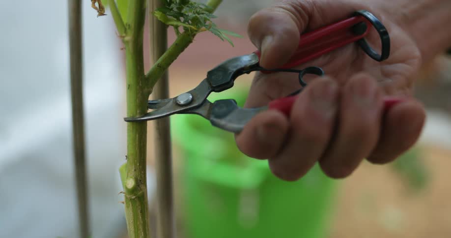 A person uses garden clippers to cut a piece off a plant