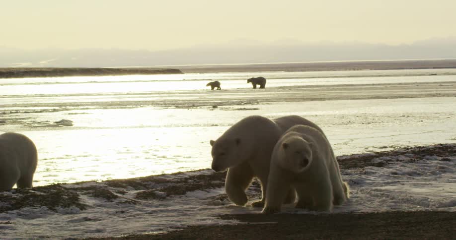 Polar bears walk together on the ice covered waters